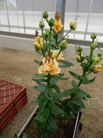 [5502 PO02 AricotFudge No01.JPG]